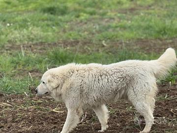 Cucciole di pastore maremmano abruzzese