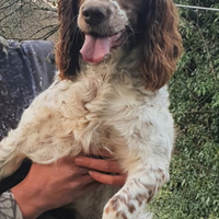 Springer spaniel da caccia
