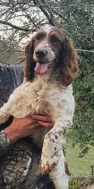 Springer spaniel da caccia