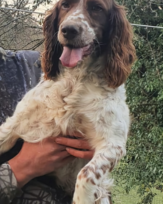 Springer spaniel da caccia
