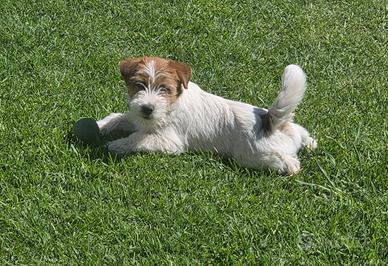 Cucciolo Jack Russell
