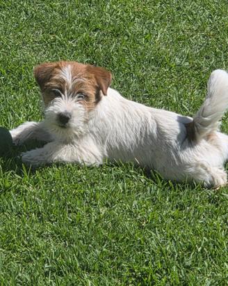Cucciolo Jack Russell