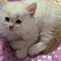 Cuccioli siberiani pura razza con pedigree
