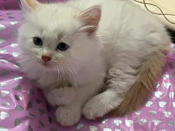 Cuccioli siberiani pura razza con pedigree