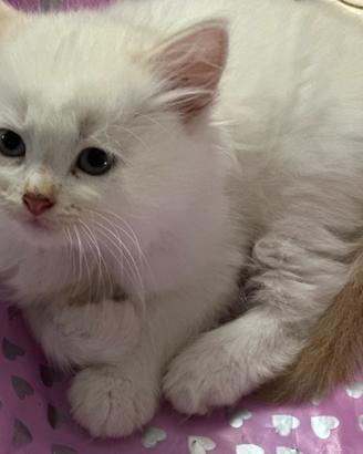 Cuccioli siberiani pura razza con pedigree