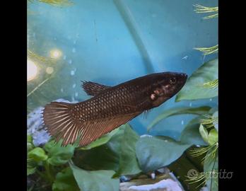 Betta 4 femmine e altro