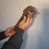 Bassotto cioccolato kaninchen