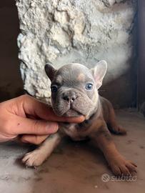 Cuccioli di bulldog francese