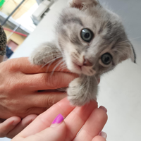 Gattini di razza Scottish fold