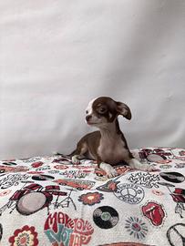 Chihuahua