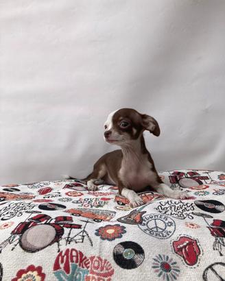 Chihuahua