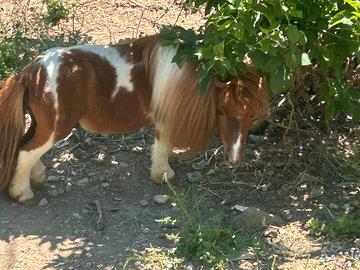 Animali