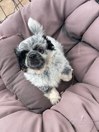 Cucciolo maschio pechinese