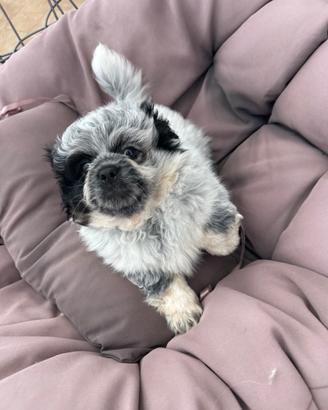 Cucciolo maschio pechinese