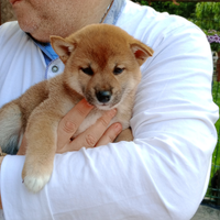 Cuccioli di Shiba Inu con pedigree ENCI