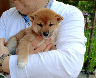 Cuccioli di Shiba Inu con pedigree ENCI