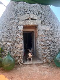 Amstaff per monta