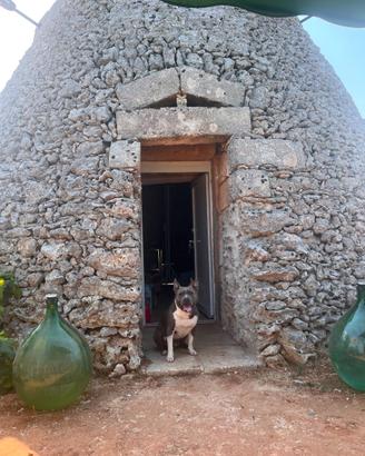 Amstaff per monta