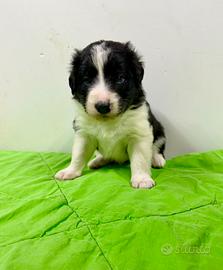 Ultimi 2 Cuccioli Border Collie Maschi