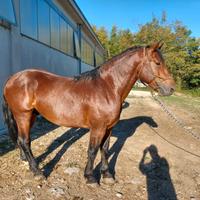 GIOVANE STALLONE RAZZA del CATRIA