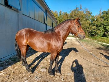 GIOVANE STALLONE RAZZA del CATRIA