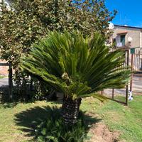 Cycas di 5/6anni