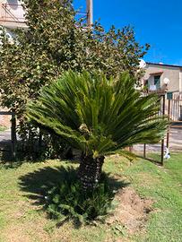 Cycas di 5/6anni