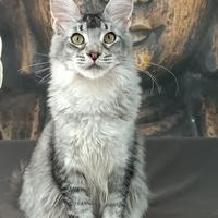 Maine Coon cucciola con pedigree-MAI KU` MAKA