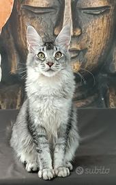 Maine Coon cucciola con pedigree-MAI KU` MAKA