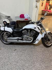 HARLEY V ROD MUSCLE