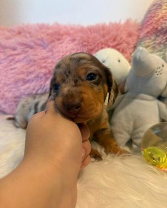 Cuccioli bassotto pelo corto