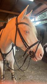 Cavallo