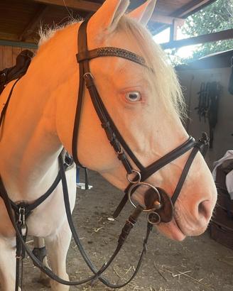Cavallo