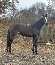 Purosangue inglese cavalla