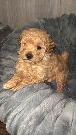 Barboncino toy albicocca maschio