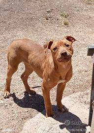Pitbull femmina 5mesi