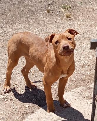 Pitbull femmina 5mesi