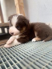 Cuccioli pastore australiano