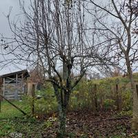 Potatore alberi da frutto ( mele ect)