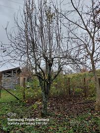 Potatore alberi da frutto ( mele ect)