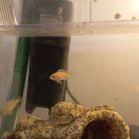 Ciclidi Pseudotropheus Yellow