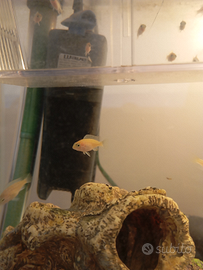 Ciclidi Pseudotropheus Yellow