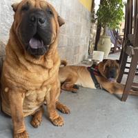 Sharpei