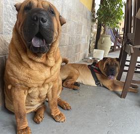 Sharpei