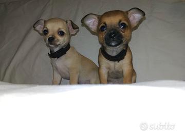 Chihuahua puri ultimi disponibili