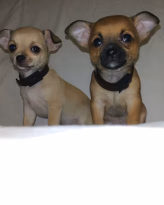 Chihuahua puri ultimi disponibili