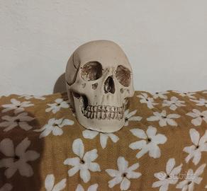 Teschio scultura per appassionati