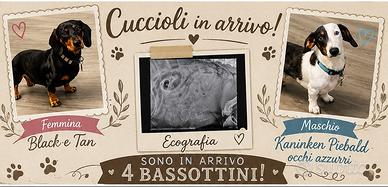 Bassotto tedesco