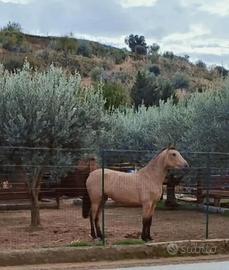 Cavalla andalusa