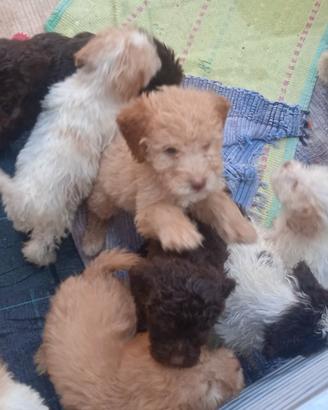 Cuccioli di Lagotto romagnolo